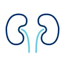 Kidney Icon