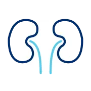 Kidney Icon