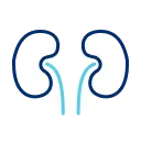 Kidney Icon