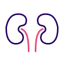 Kidney Icon