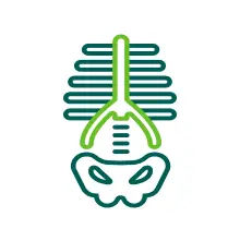 Icon of a skeleton torso